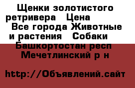 Щенки золотистого ретривера › Цена ­ 15 000 - Все города Животные и растения » Собаки   . Башкортостан респ.,Мечетлинский р-н